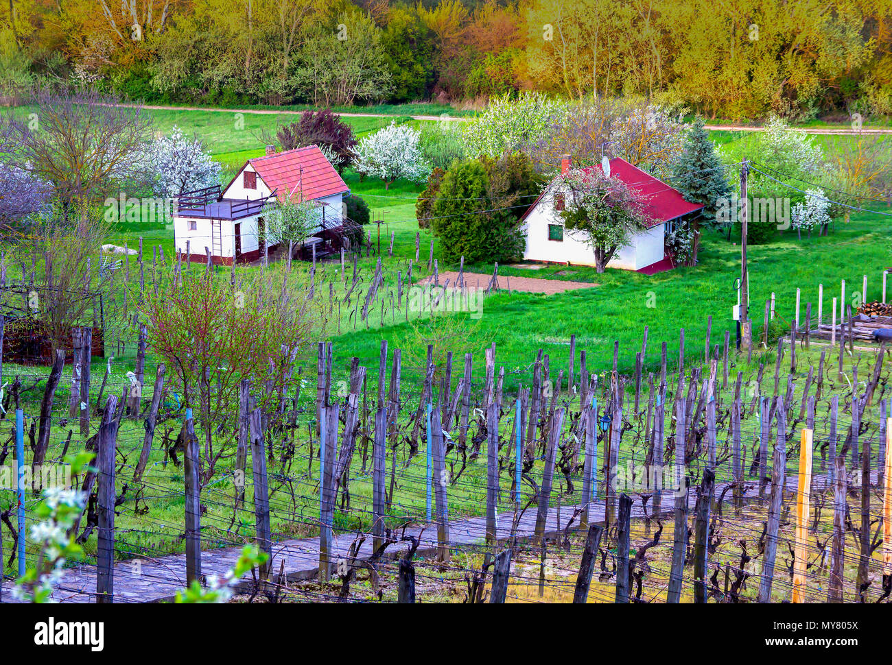 Fields of private vineyards, farmhause, garden with blossoming cherry trees in spring landscape of hungarian country side. Heviz, Hungary Stock Photo