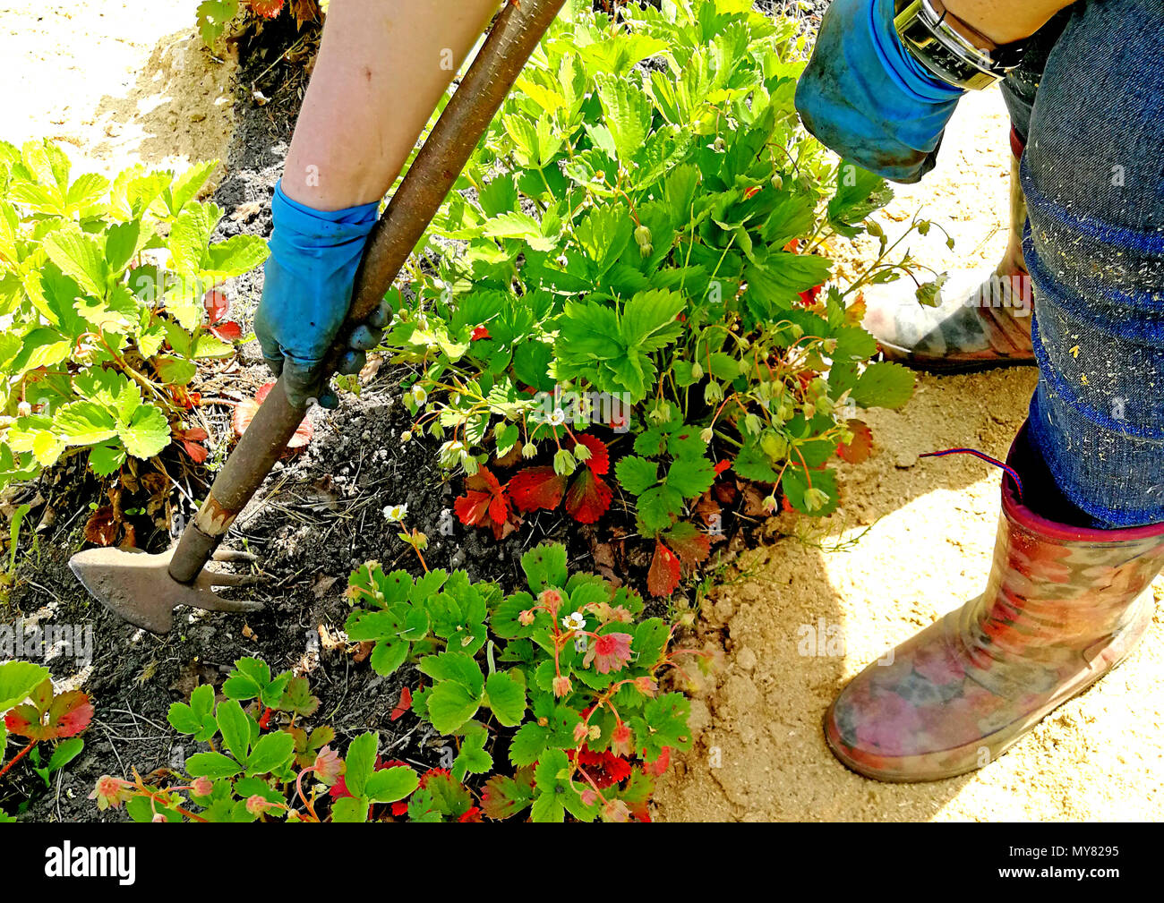 Remove weed hi-res stock photography and images - Alamy