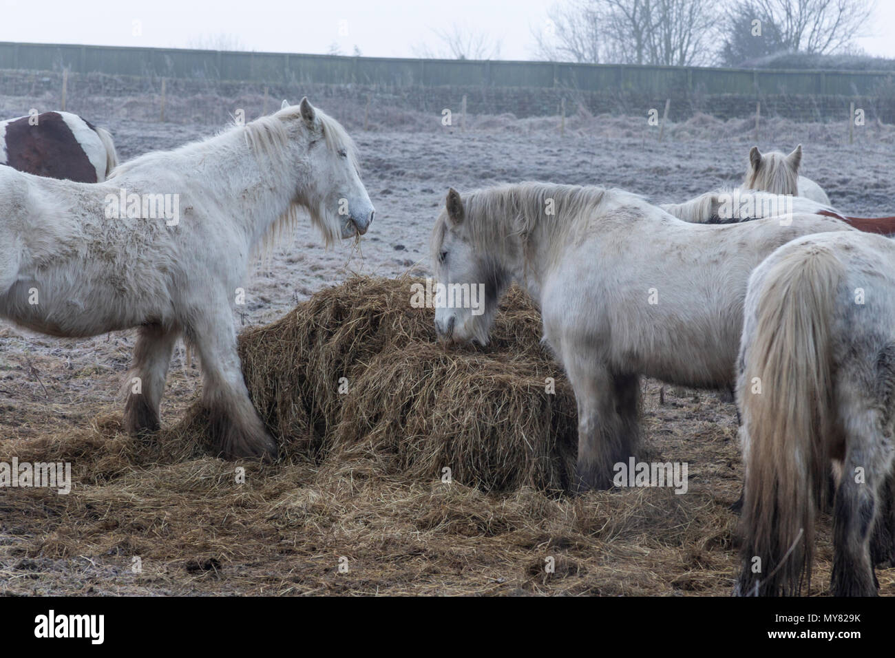 Horses eating hay in Winter. Stock Photo
