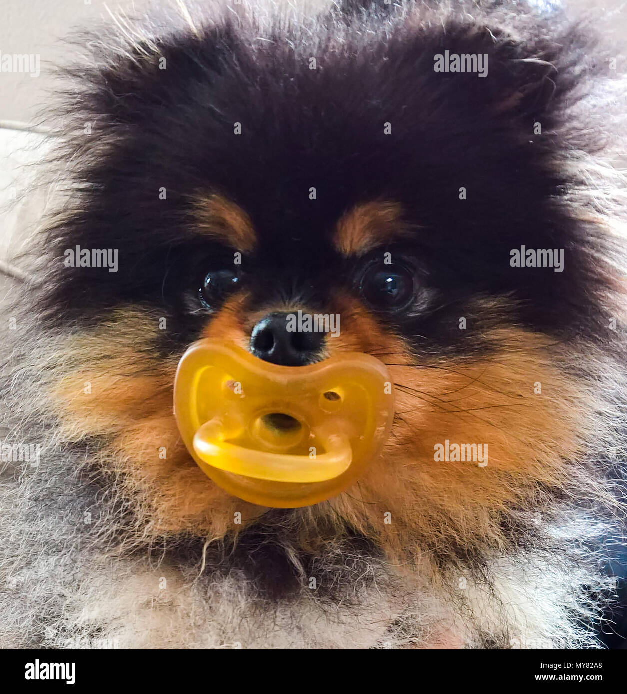 Dog with pacifier Stock Photo Alamy