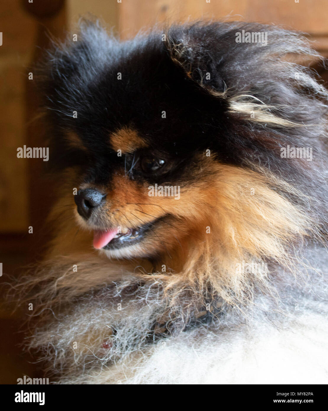 The most beautiful dog in the world Stock Photo Alamy