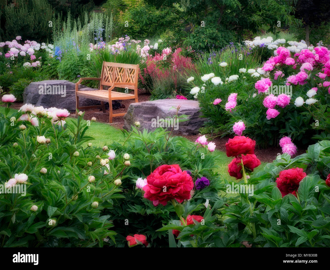 Peony garden and bench. Adleman Peony Garden, Salem, Oregon Stock Photo