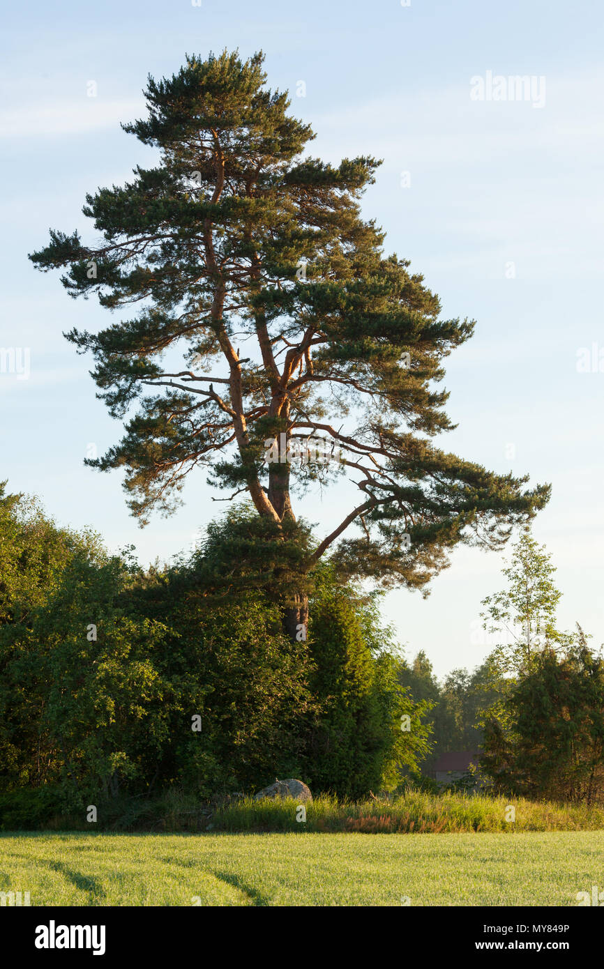 Tall pine tree hi-res stock photography and images - Alamy