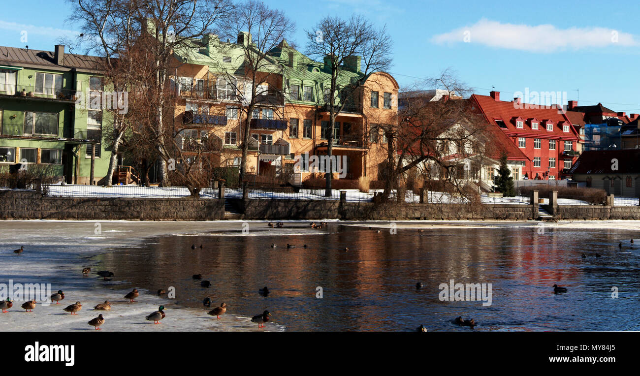 a bunch of ducks chilling in Svartån, a lake that runs through Örebro in Sweden. Stock Photo