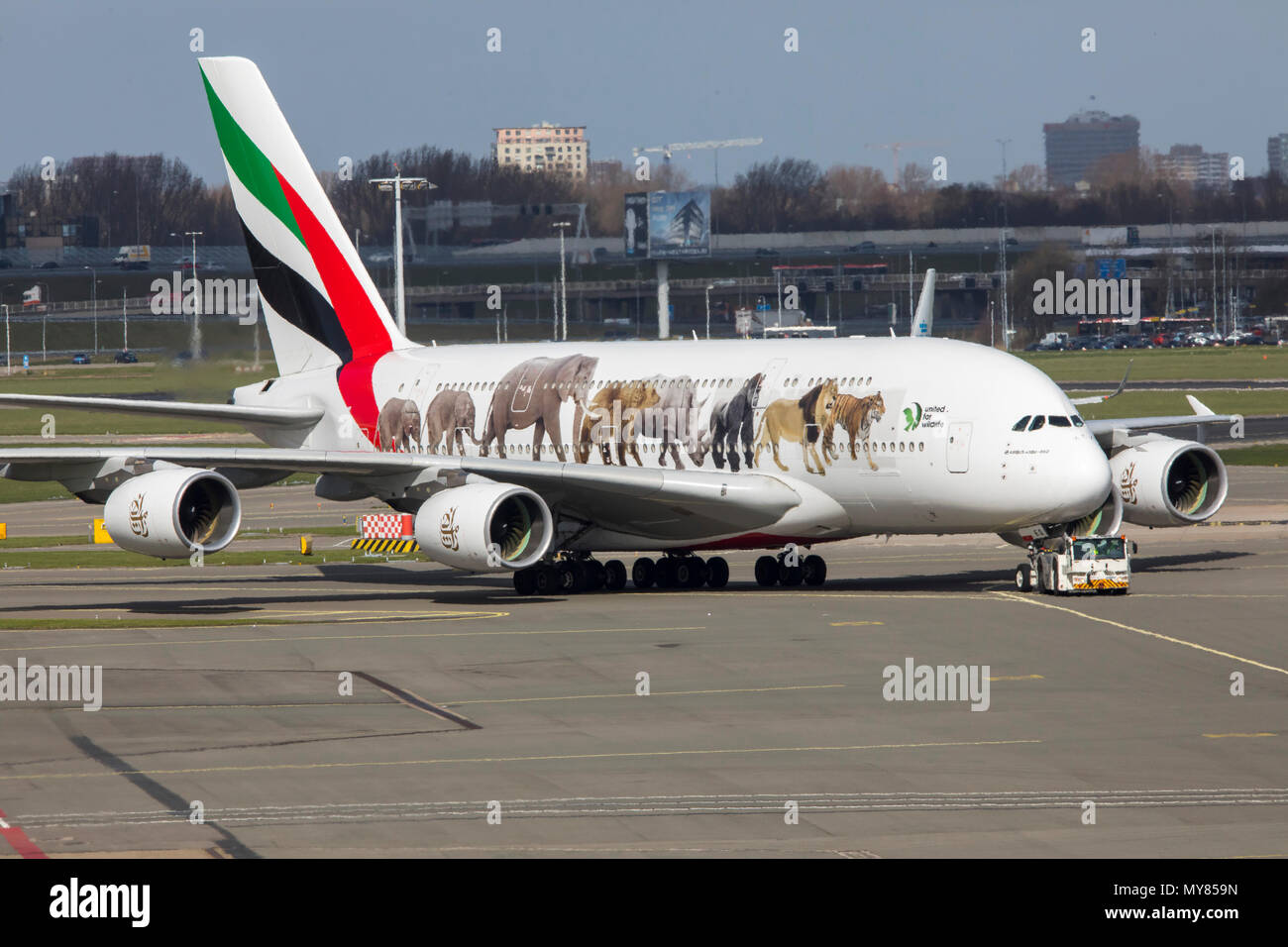 Emirates Airbus A 380-861, United for Wildlife Design, at Amsterdam Schiphol Airport, in North Holland, Netherlands, Stock Photo