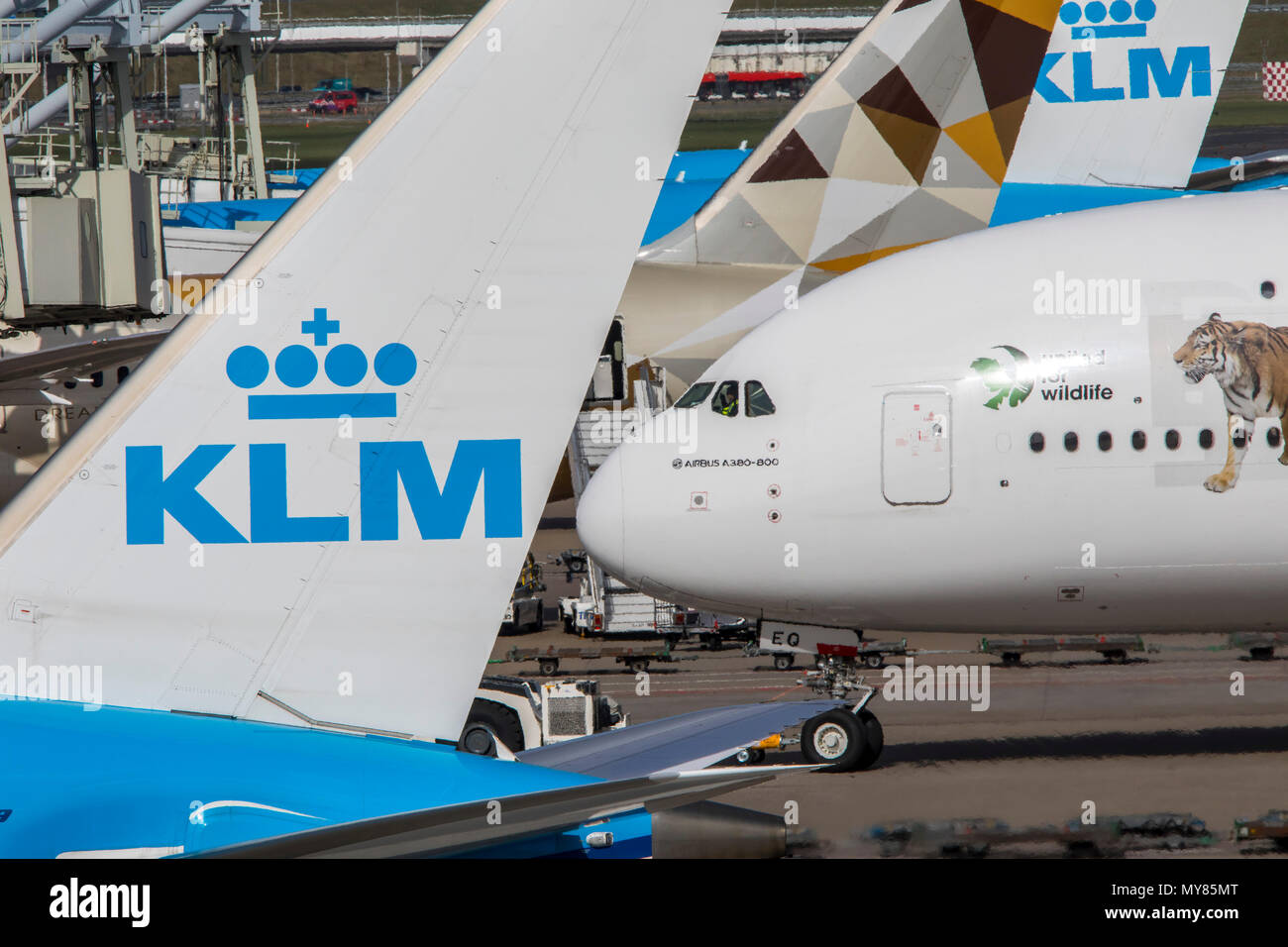 Emirates Airbus A 380-861, United for Wildlife Design, at Amsterdam Schiphol Airport, in North Holland, Netherlands, KLM Planes, Stock Photo