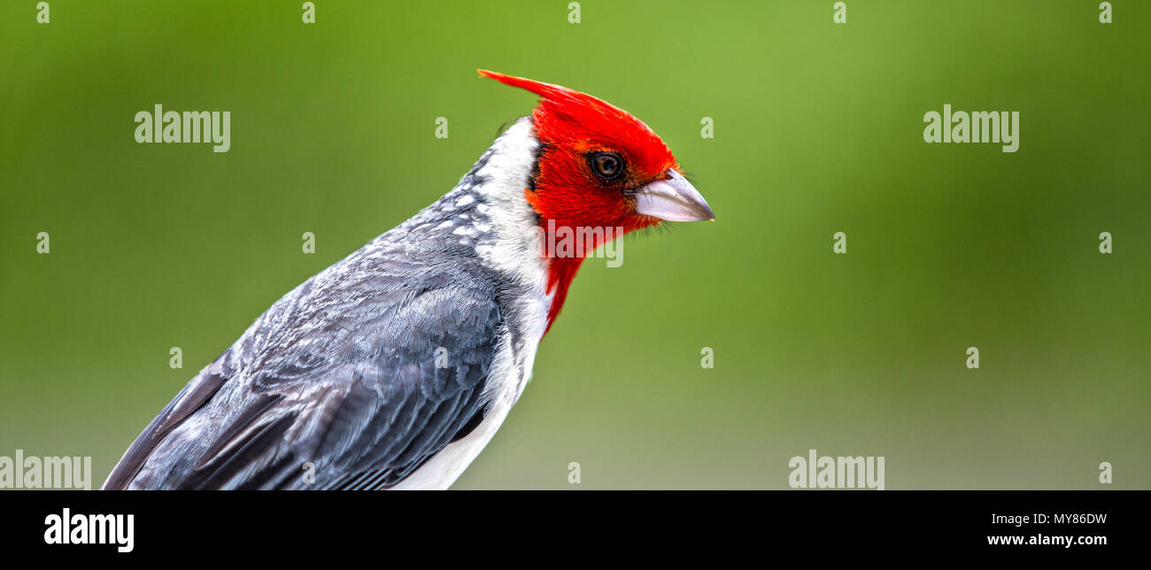 Red Crested Cardinal Bird on Hawaiian Islands Stock Photo