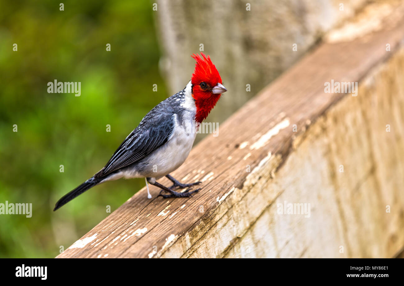 Red Crested Cardinal Bird on Hawaiian Islands Stock Photo