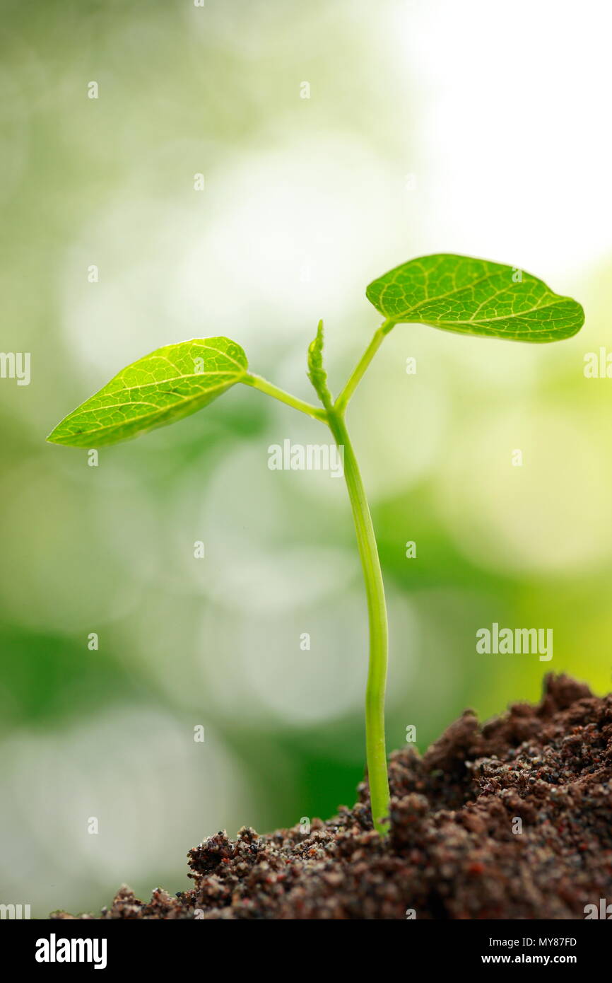close up of Small spring bud growing Stock Photo - Alamy