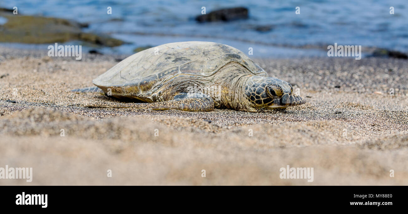 Sea Turtle is laying on the Beach in Hawaii Stock Photo