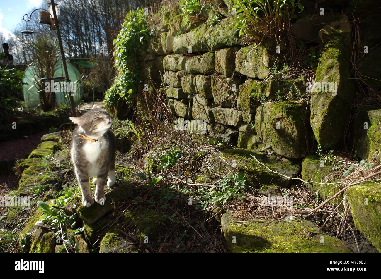 Tabby cat in garden Stock Photo - Alamy