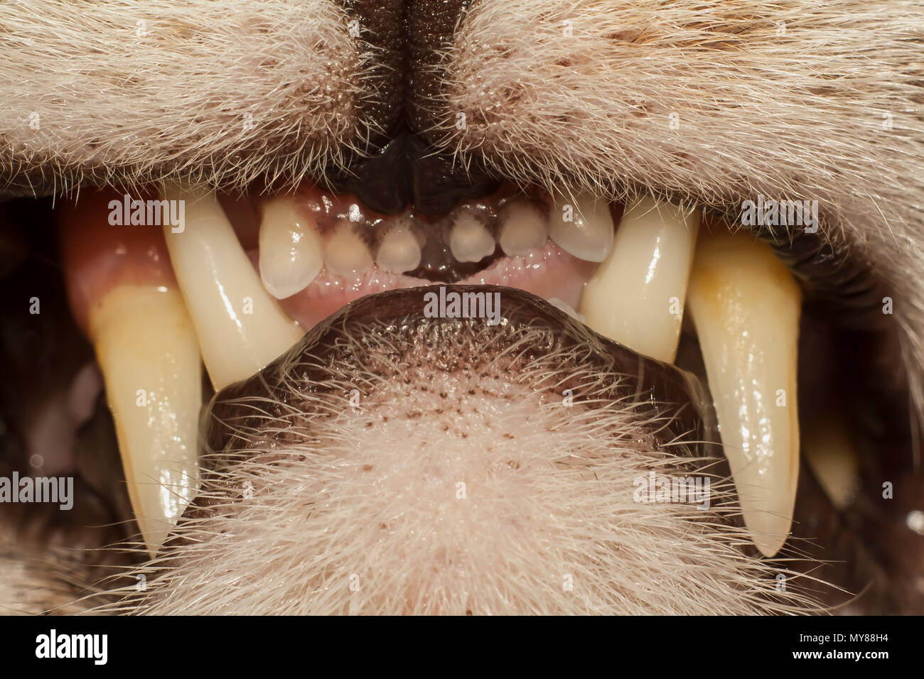 Cats teeth hires stock photography and images Alamy