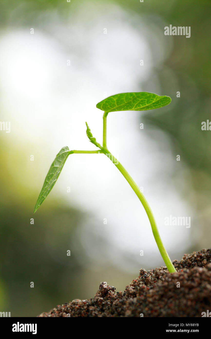 close up of Small spring bud growing Stock Photo - Alamy