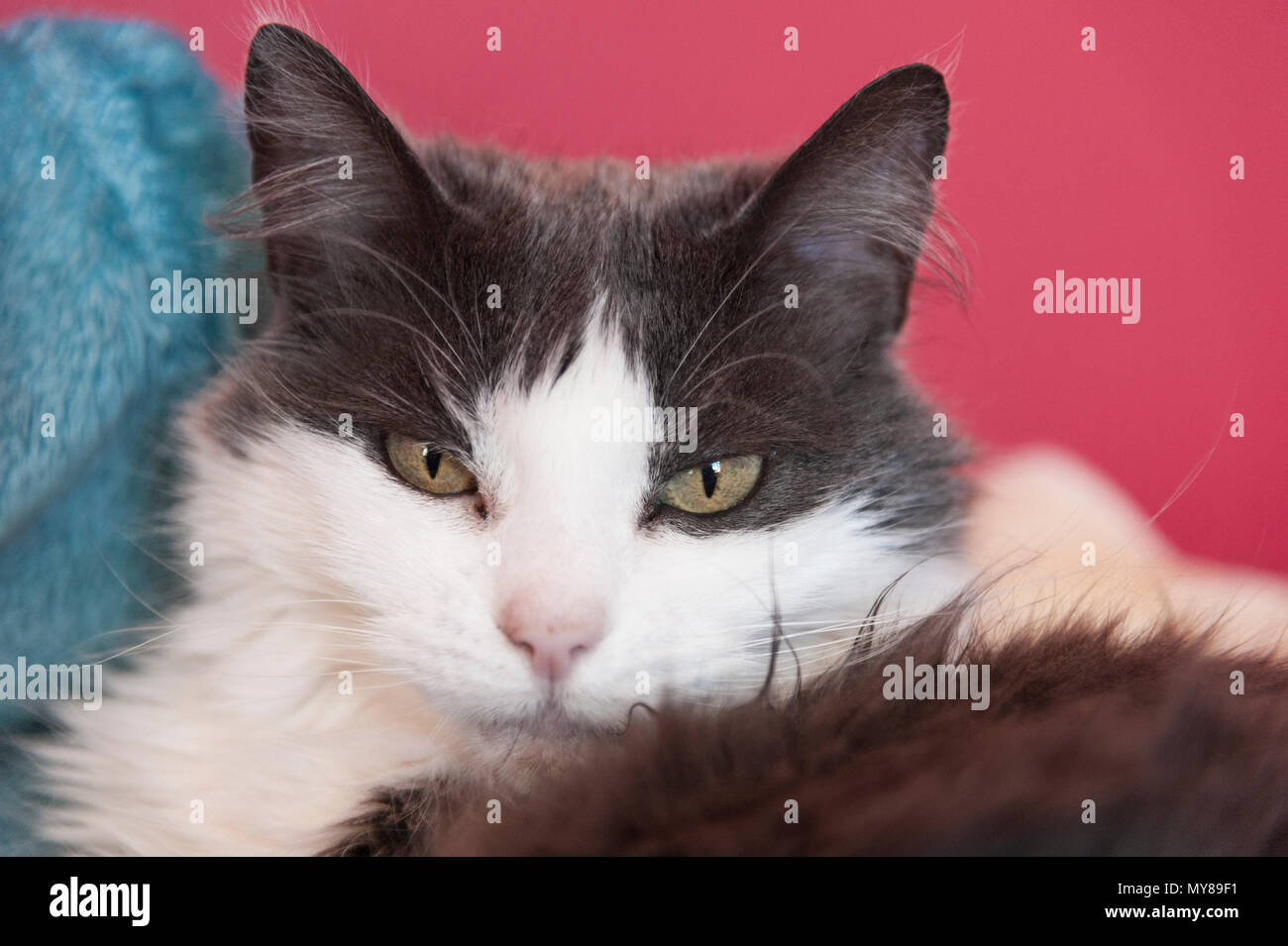 Cat on pink background Stock Photo