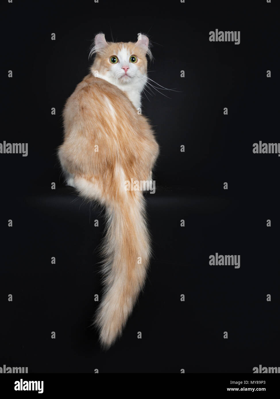 Curled backwards hi-res stock photography and images - Alamy