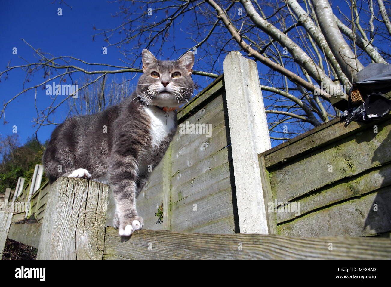 Tabby cat on garden fence Stock Photo - Alamy