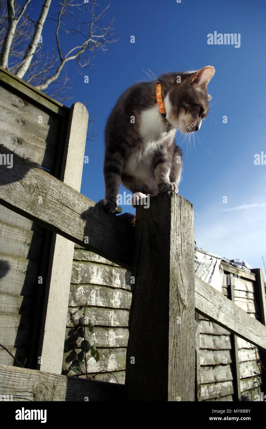 Tabby cat on garden fence Stock Photo - Alamy