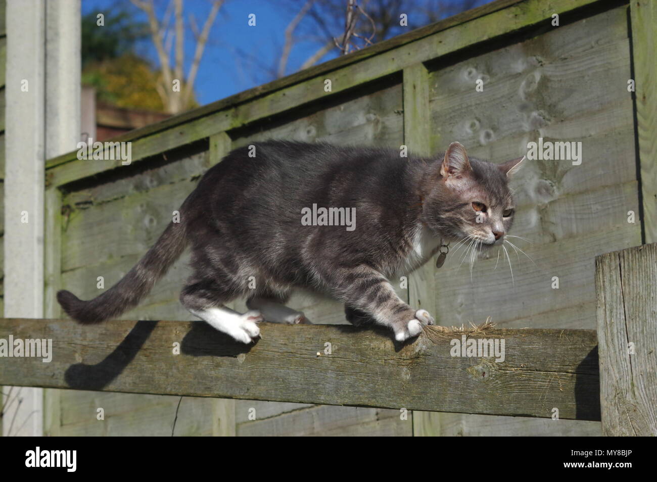 Tabby cat on garden fence Stock Photo - Alamy
