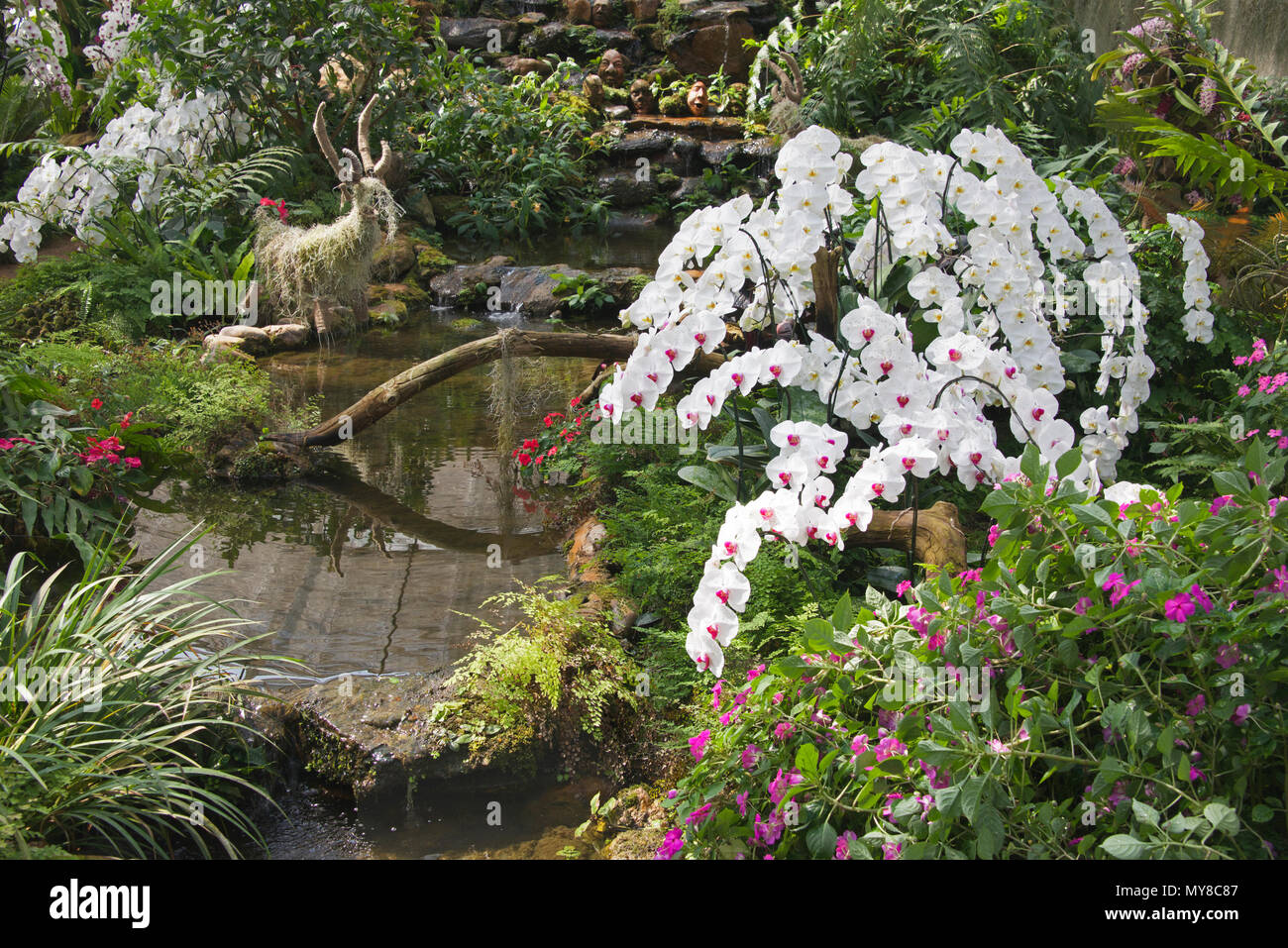 Orchids and tropical shrubbery Queen Sirikit Botanical Garden Mae Rim District Northern Thailand Stock Photo