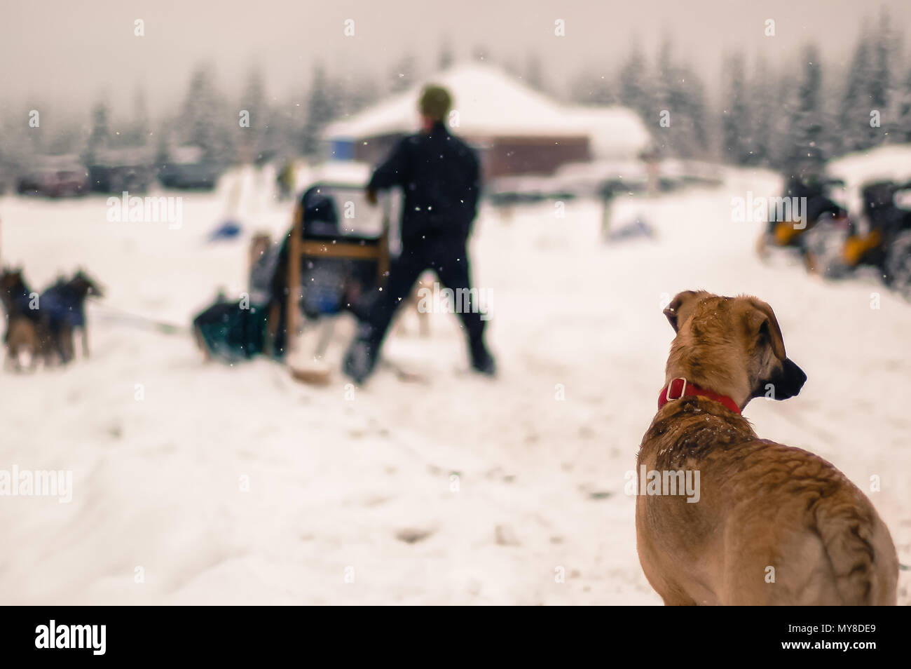 Person dog sledding, rear view, Whistler, British Columbia, Canada Stock Photo