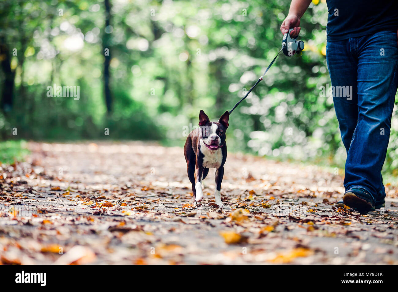Man walking dog hires stock photography and images Alamy