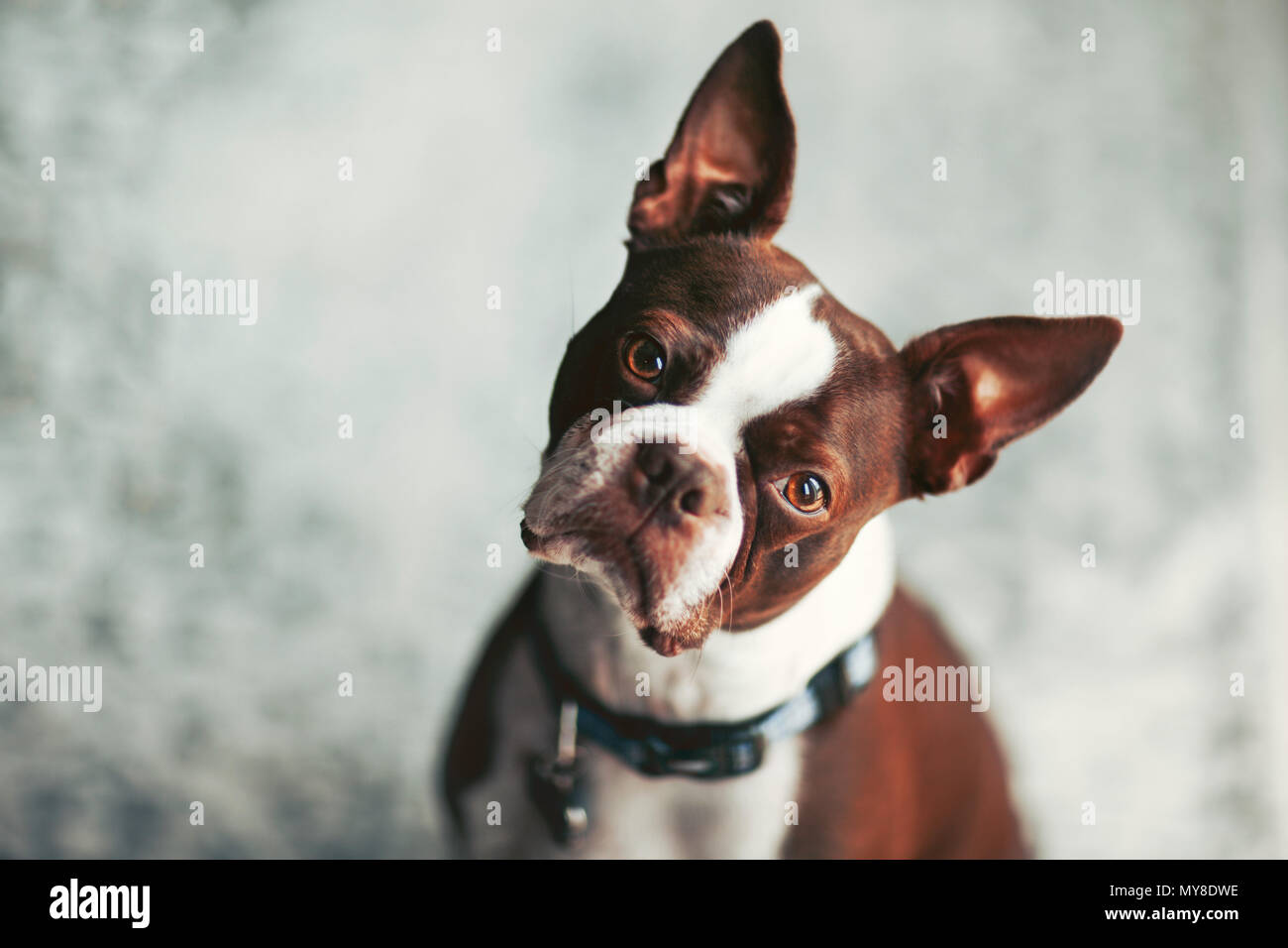 Portrait of Boston terrier, head cocked looking at camera Stock Photo