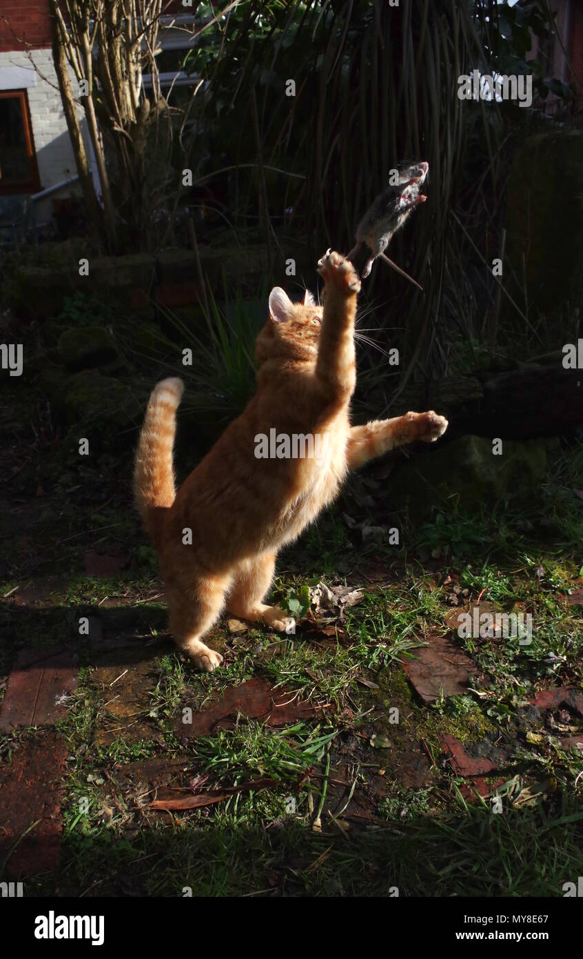 Ginger cat catching a rat Stock Photo Alamy