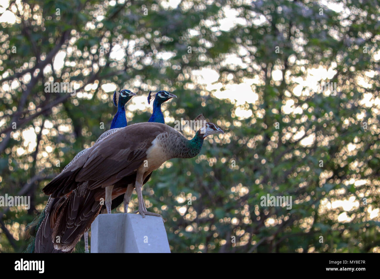 Indian peacocks hi-res stock photography and images - Alamy