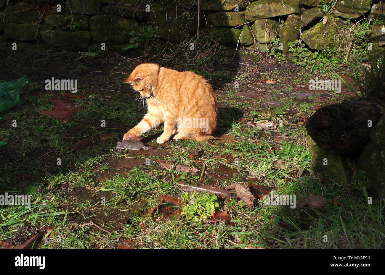 Ginger cat catching a rat Stock Photo Alamy