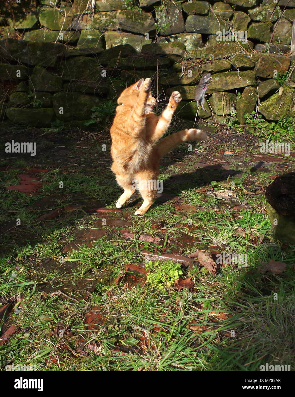 Ginger cat catching a rat Stock Photo Alamy