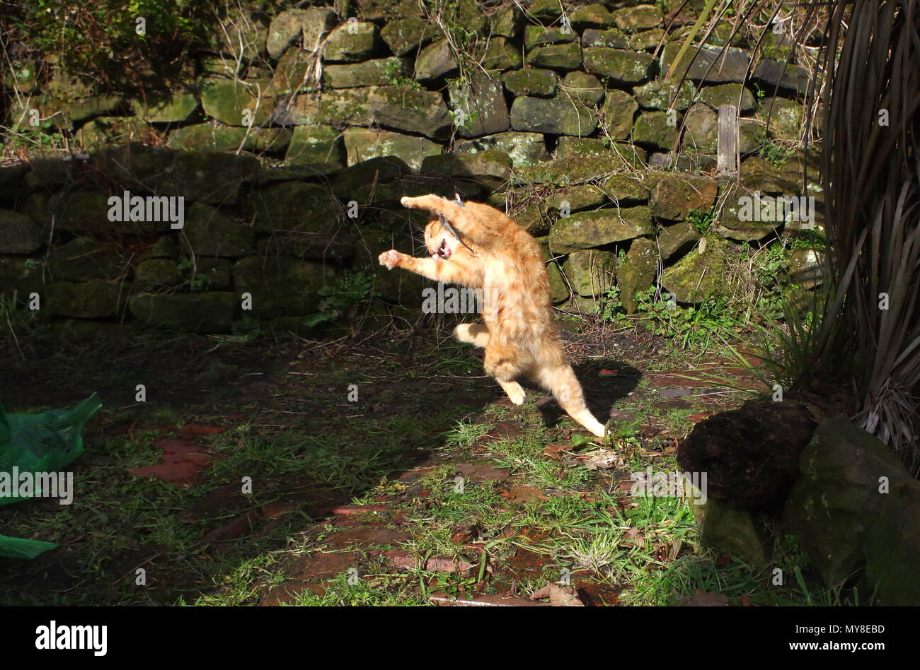 Ginger cat catching a rat Stock Photo Alamy