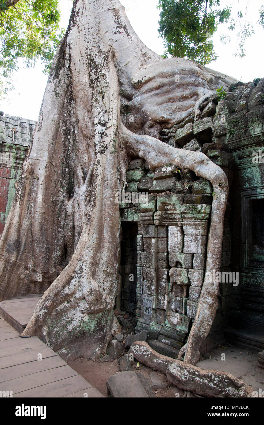 Siem reap Cambodia,  Ta Prohm a 12th century temple in the Banyon style encased in Spung tree roots Stock Photo