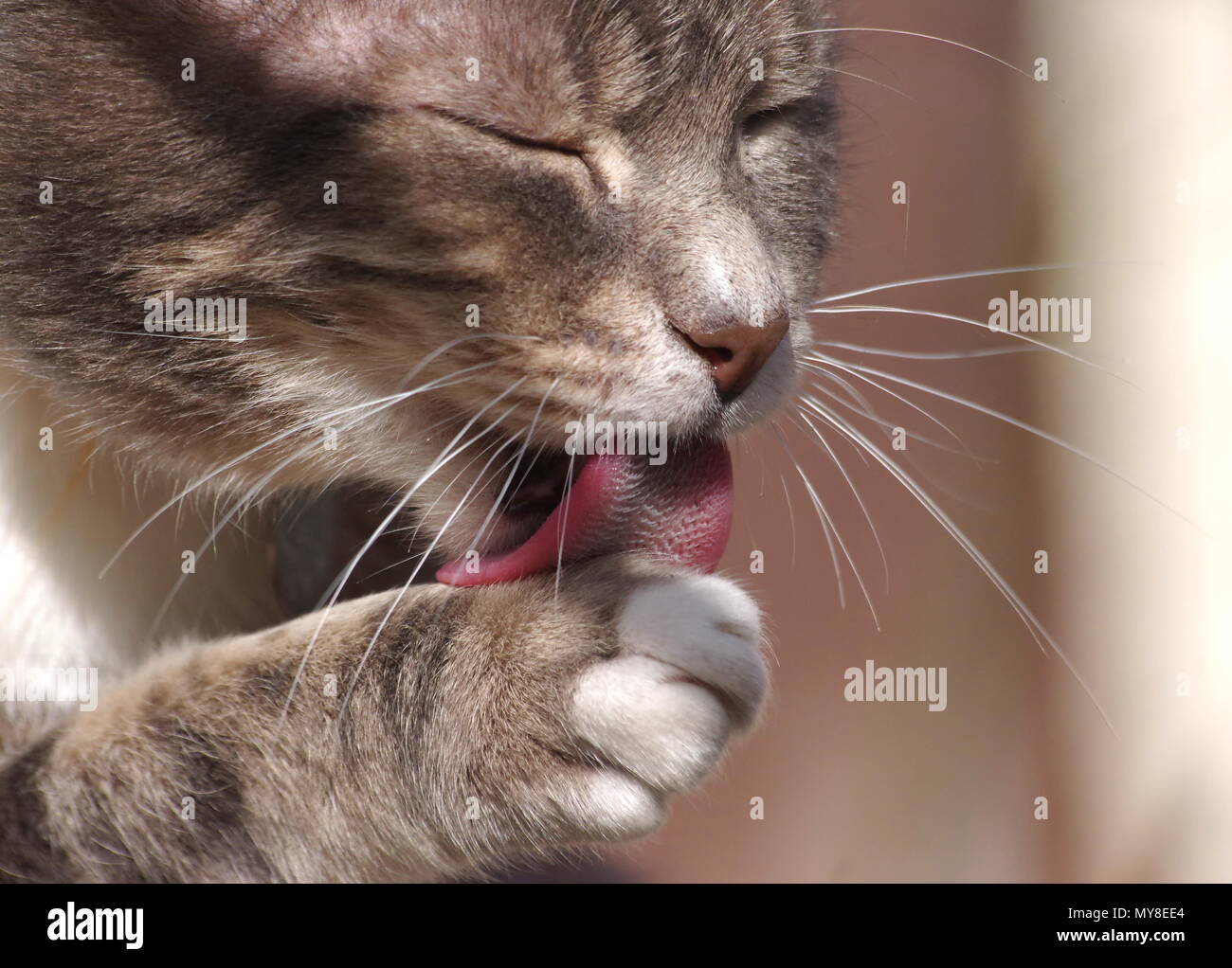 Tabby cat licking paw Stock Photo Alamy