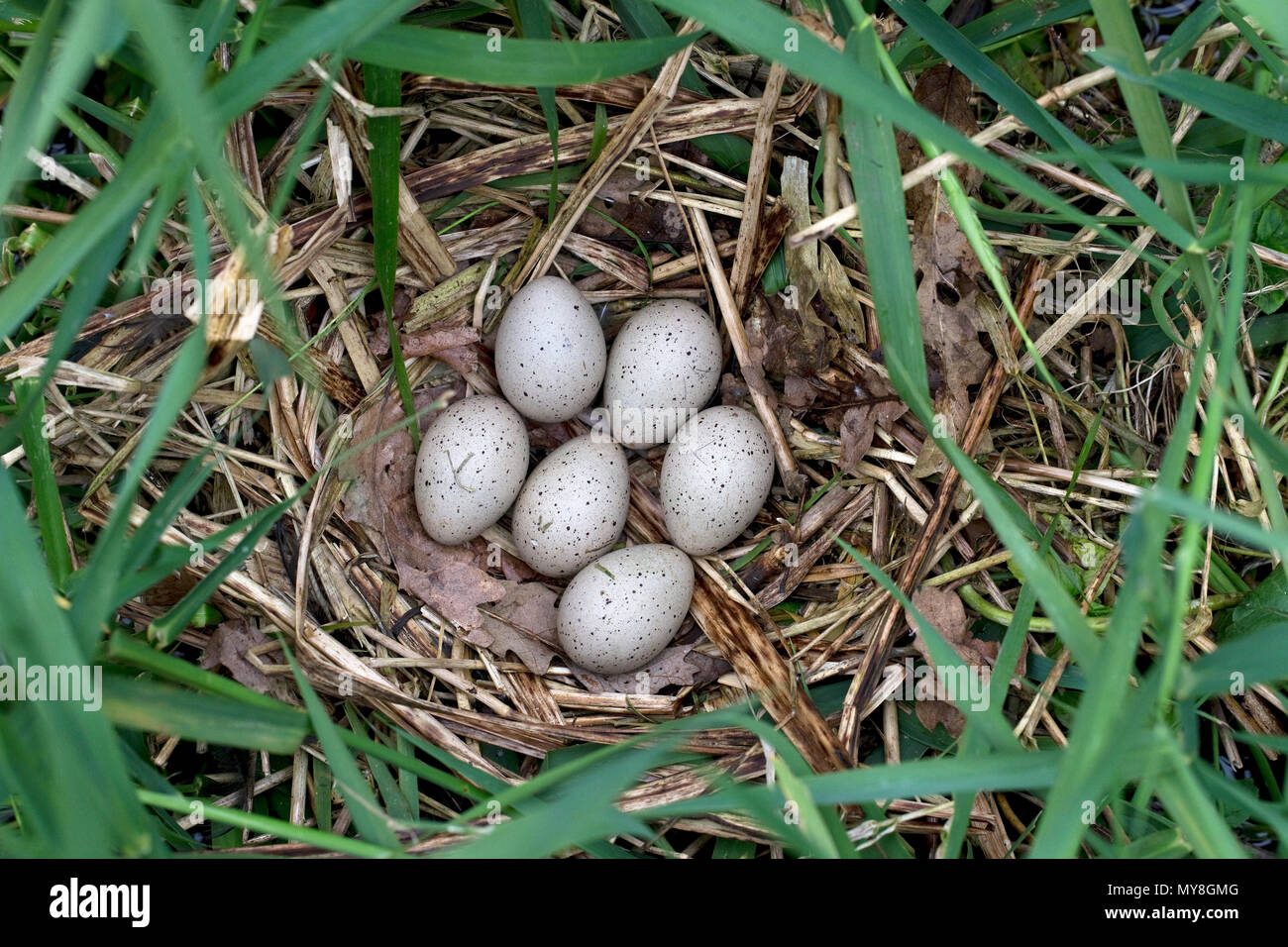 Coot (Fulica atrica) nest with eggs Stock Photo