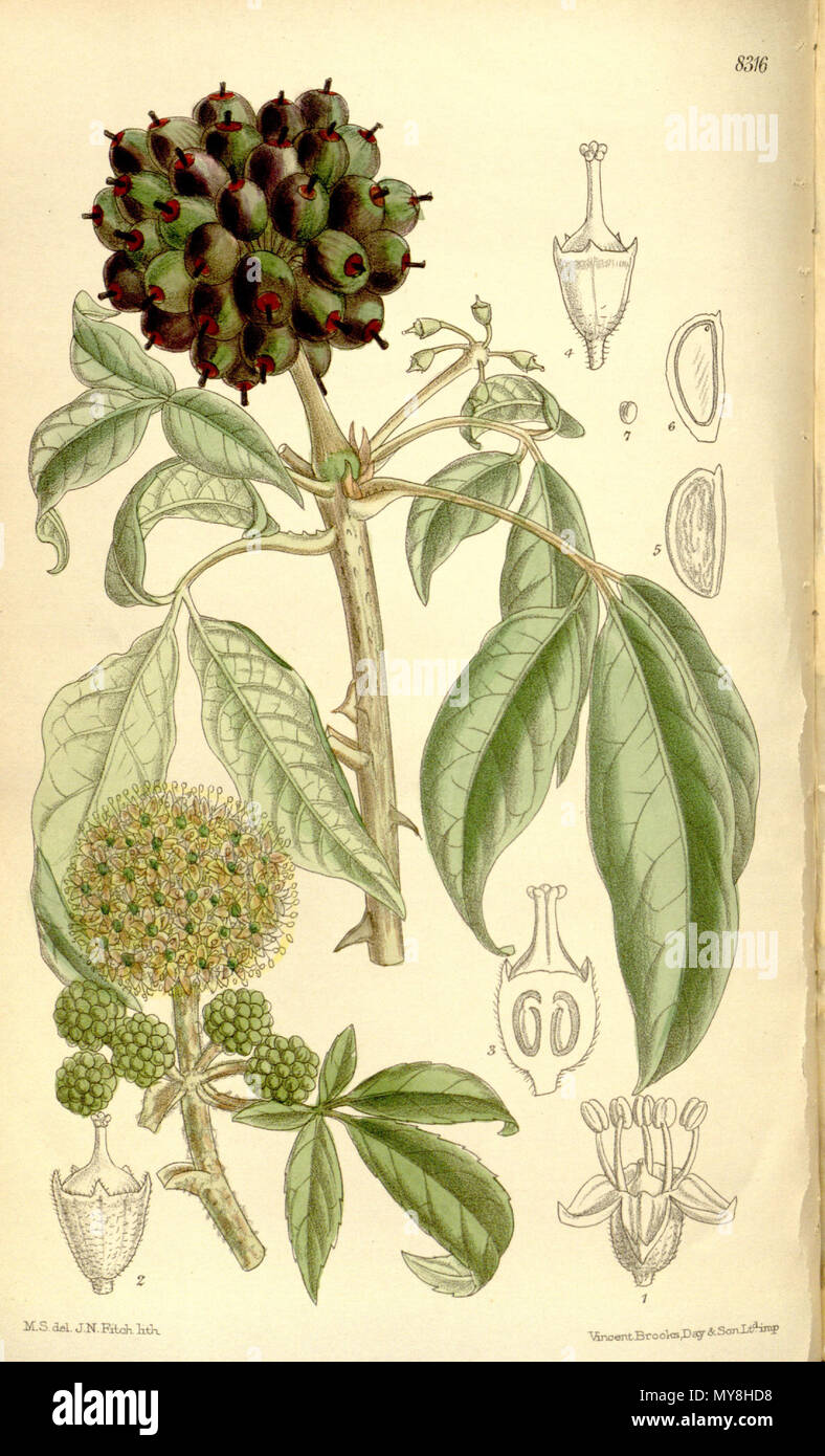 . Acanthopanax henryi (= Eleutherococcus henryi), Araliaceae . 1910. M.S. del., J.N.Fitch lith. 21 Acanthopanax henryi 136-8316 Stock Photo