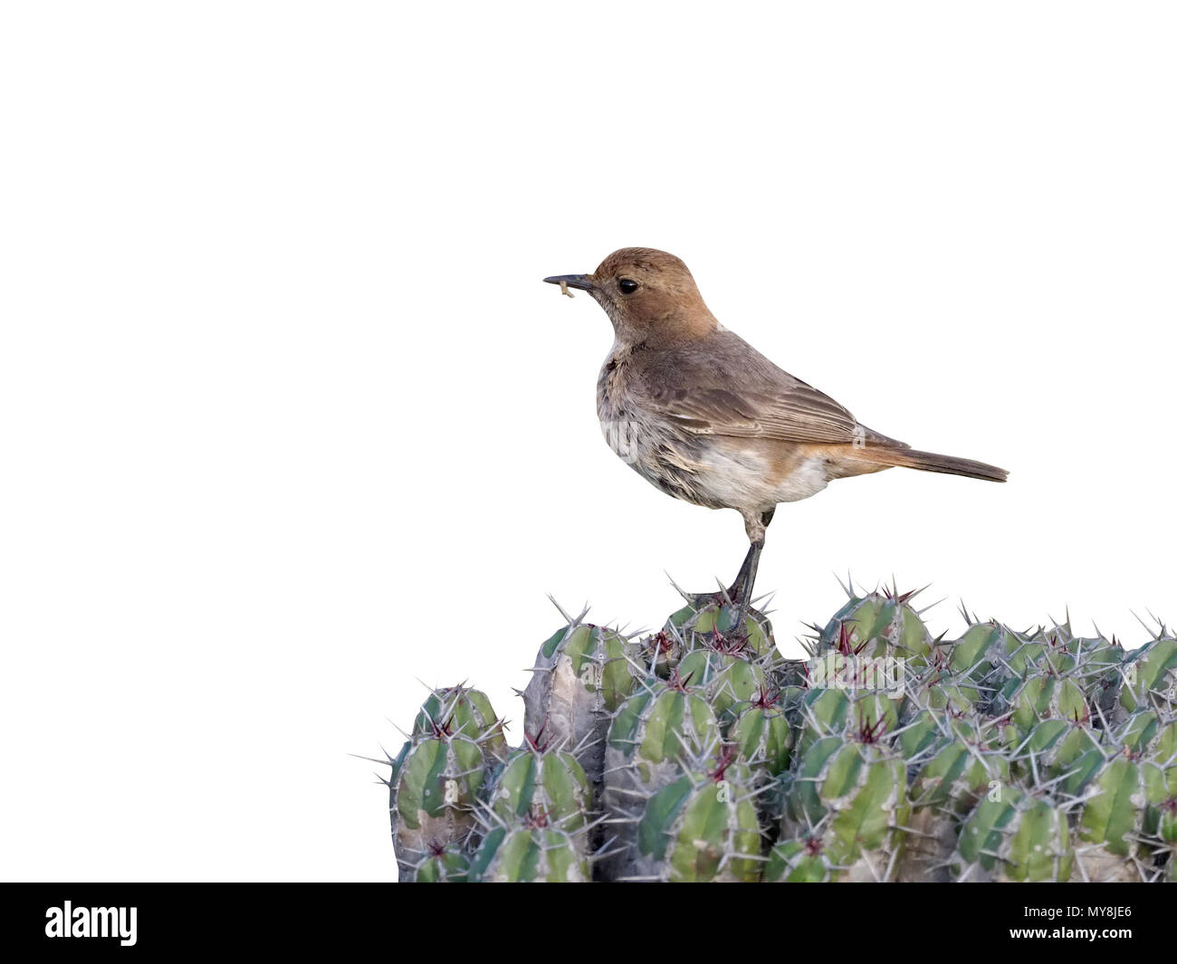 Red-rumped wheatear, Oenanthe moesta, single female on cactus, Morocco, March 2018 Stock Photo