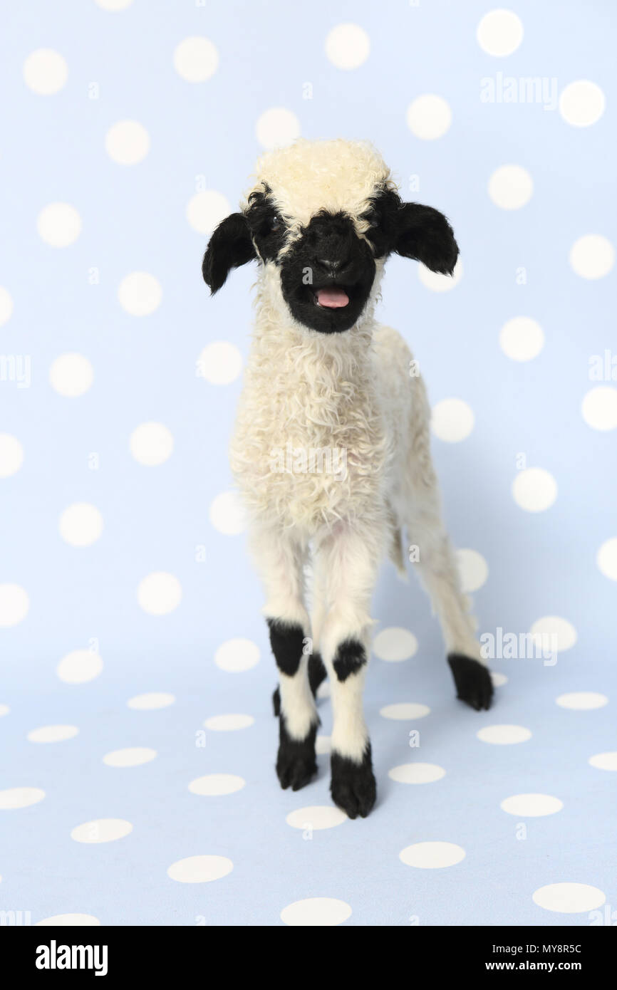 Valais Blacknose Sheep. Lamb (10 days old) standing while bleating. Studio picture against a light-blue background with polka dots. Germany Stock Photo