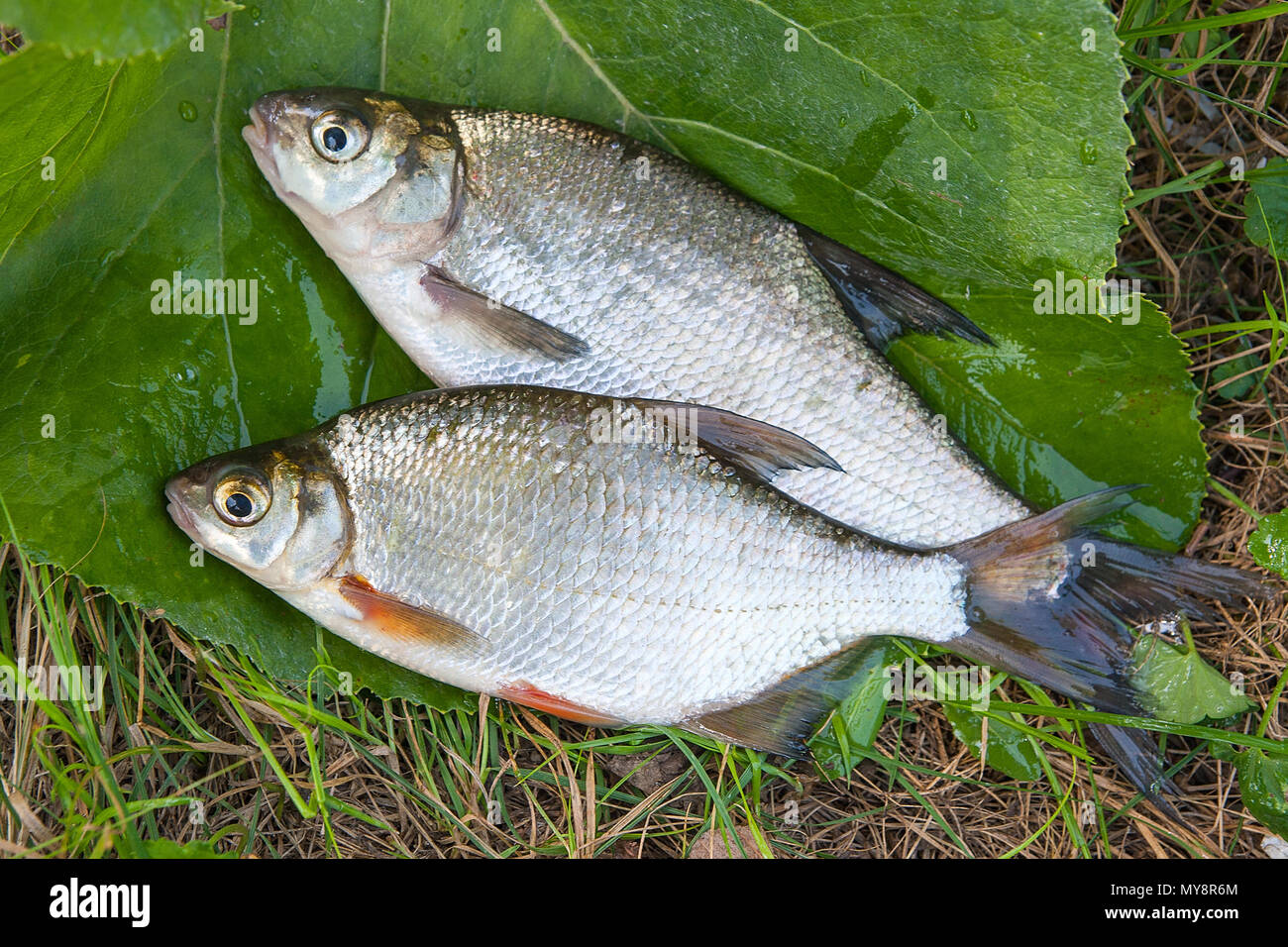 Several just taken from the water freshwater common bream known as bronze bream or carp bream (Abramis brama) and white bream or silver fish known as  Stock Photo