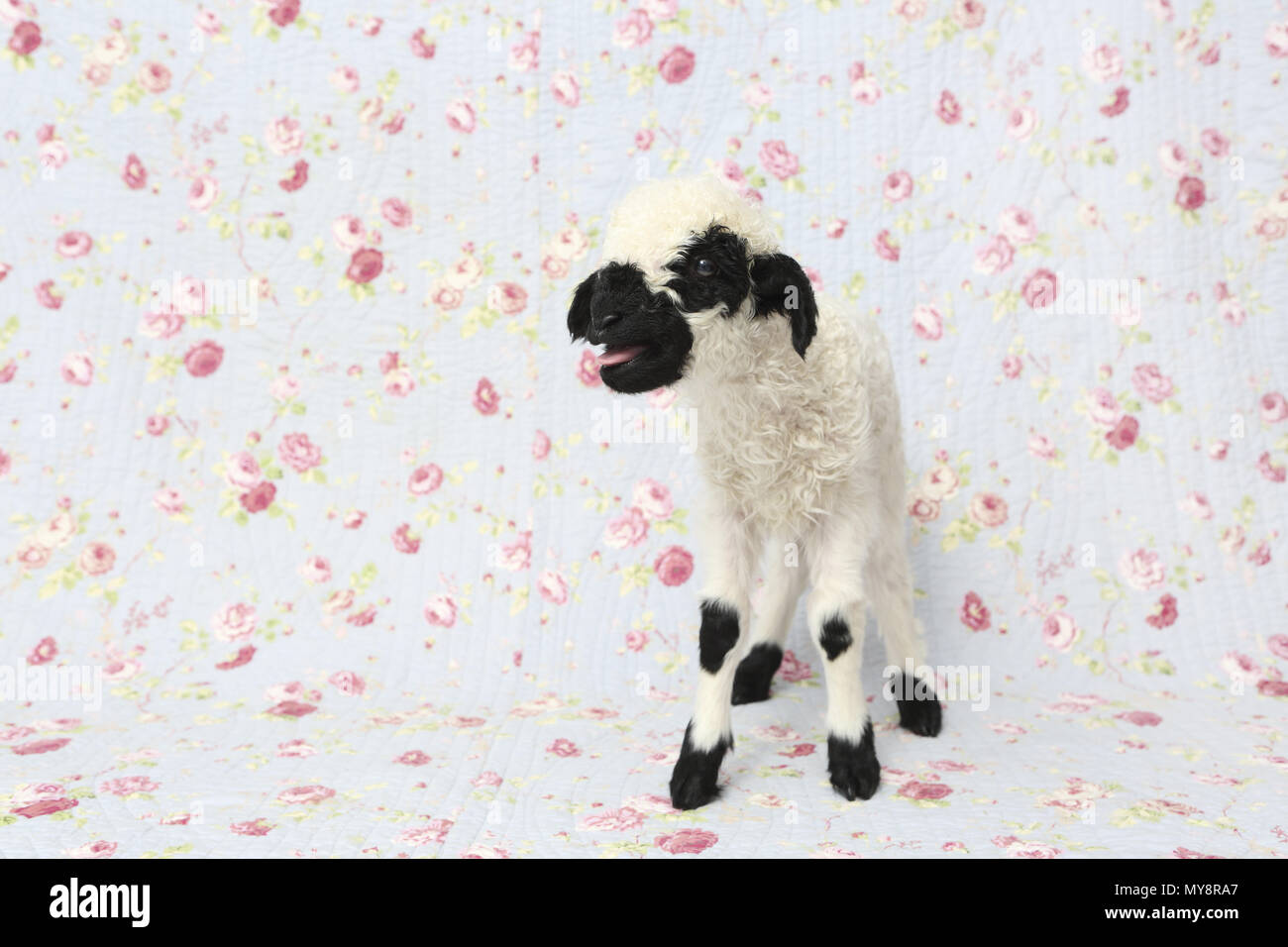 Valais Blacknose Sheep. Lamb (10 days old) standing while bleating. Studio picture against a blue background with rose flower print. Germany Stock Photo