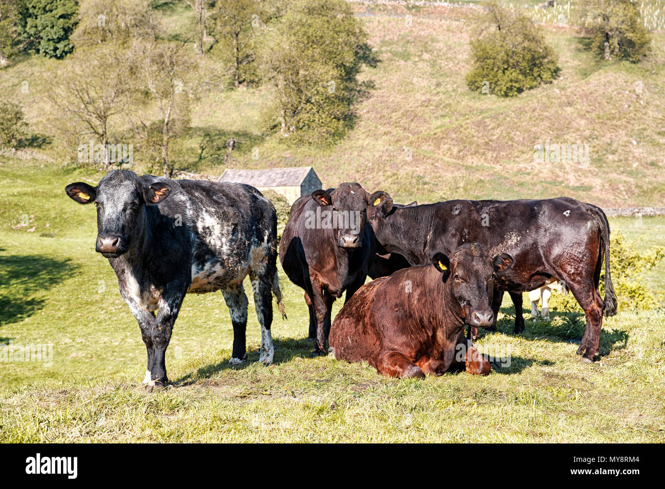 Cattle in the tranquil Nidd Valley Nidderdale North Yorkshire UK Stock Photo