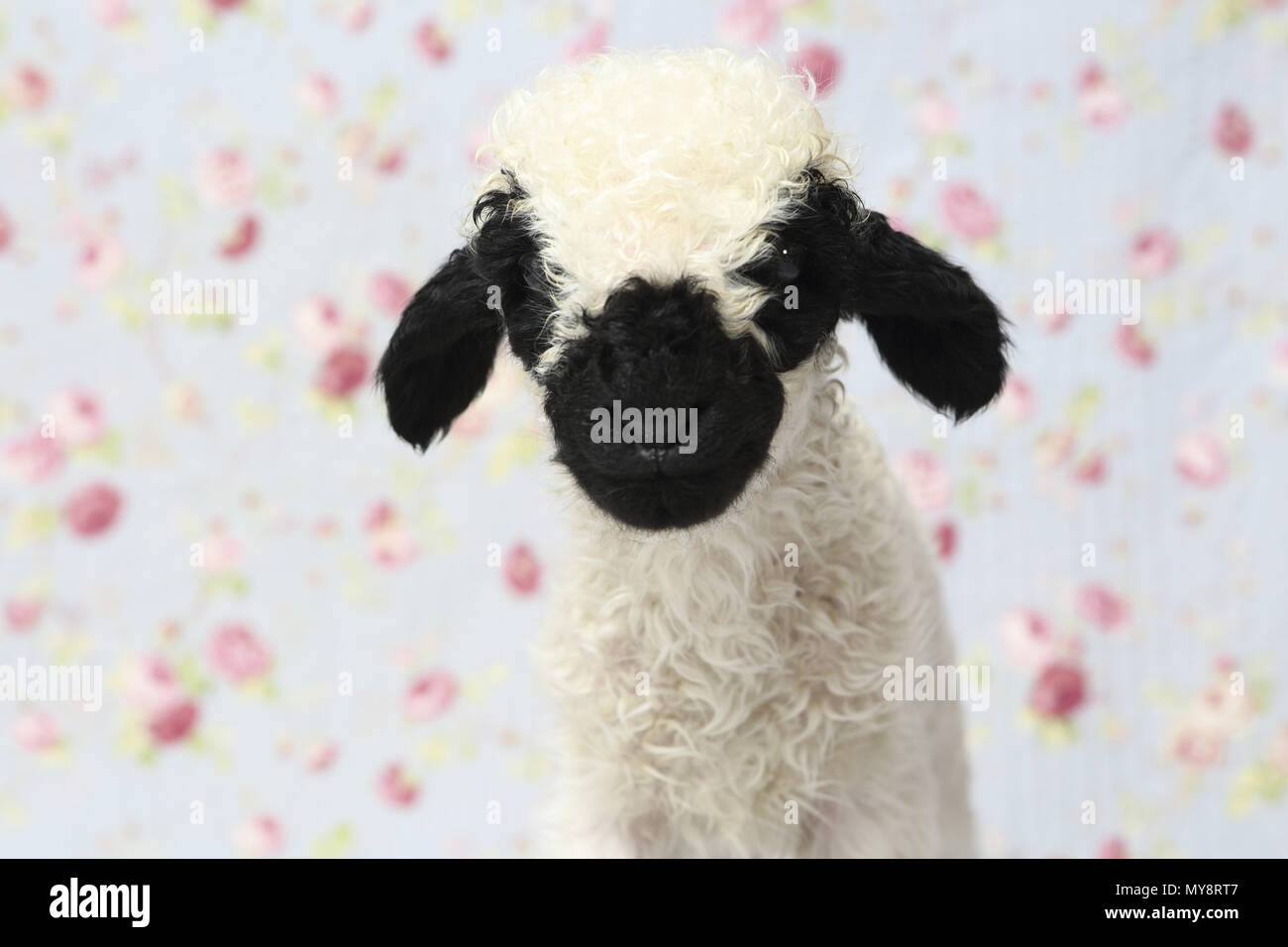 valais blacknose sheep stuffed animal