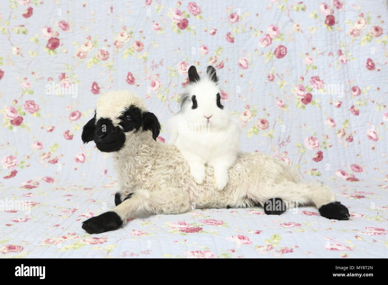 Valais Blacknose Sheep. Lamb (10 days old) and Dwarf Teddy Rabbit next to each other. Studio picture against a blue background with rose flower print. Germany Stock Photo