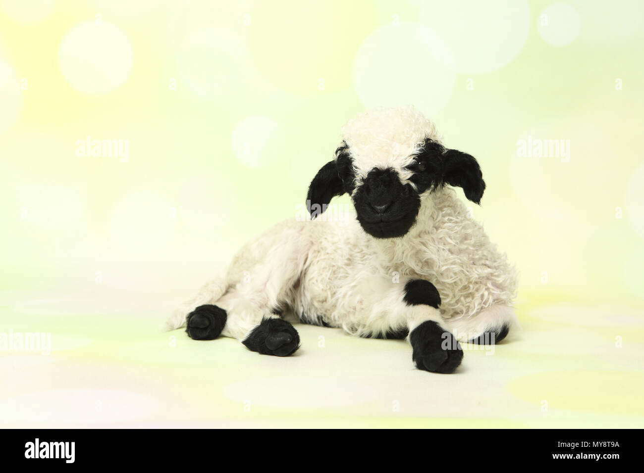 Valais Blacknose Sheep. Lamb (10 days old) lying. Studio picture against a light-green background. Germany Stock Photo