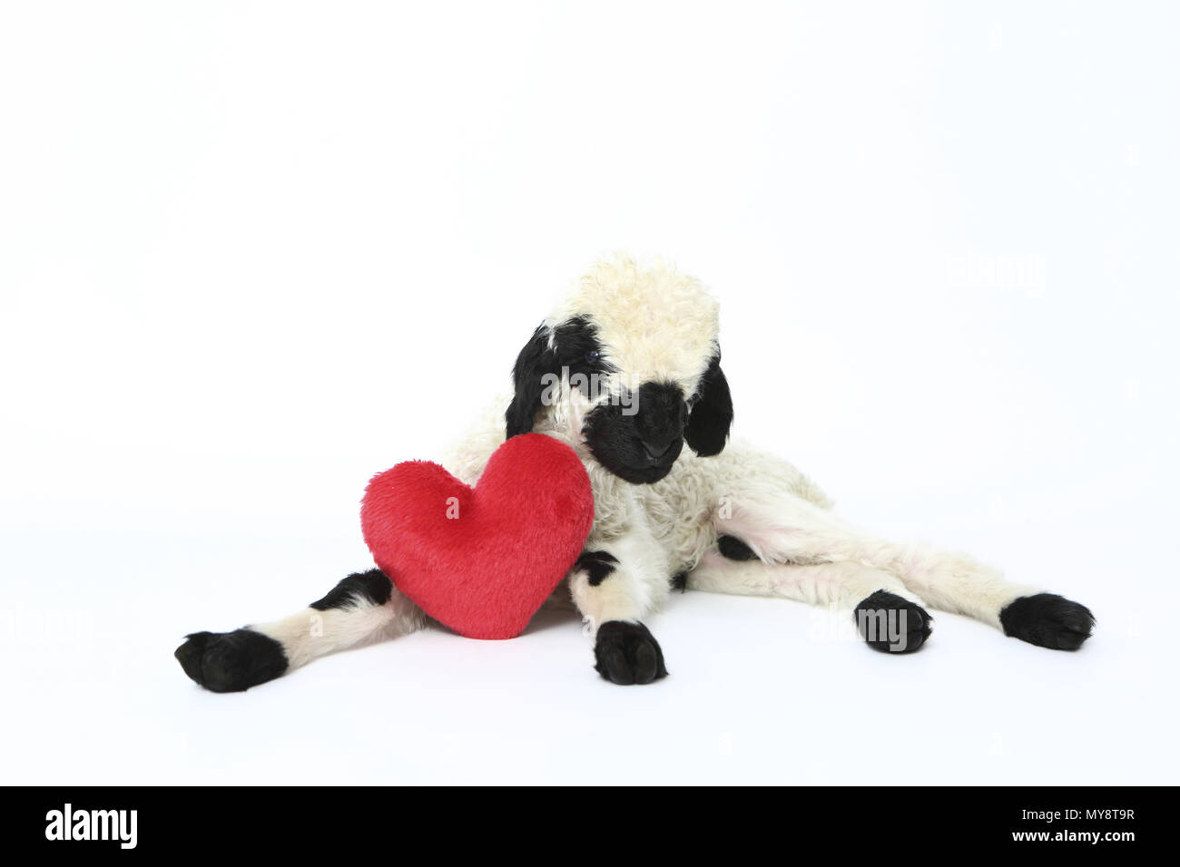 Valais Blacknose Sheep. Lamb (6 days old) lying next to a red plush heart. Studio picture against a pink background. Germany Stock Photo