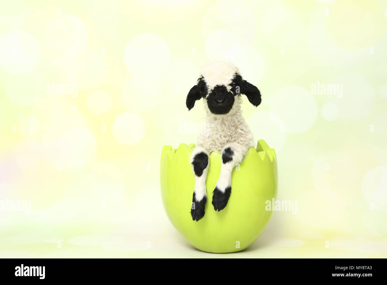 Valais Blacknose Sheep. Lamb (10 days old) in a decorative pot, shaped like an eggshell. Studio picture against a light-green background. Germany Stock Photo