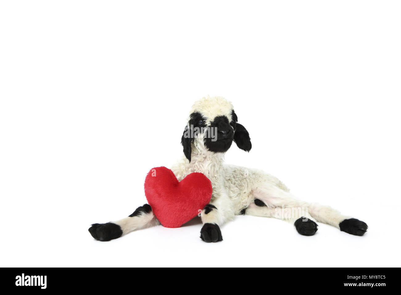 Valais Blacknose Sheep. Lamb (6 days old) lying next to a red plush heart. Studio picture against a pink background. Germany Stock Photo