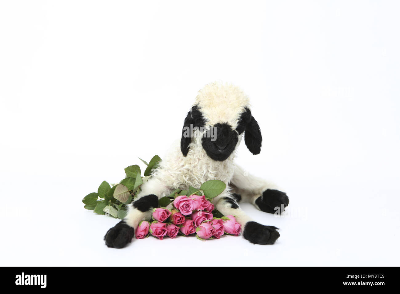 Valais Blacknose Sheep. Lamb (6 days old) lying next to a pink rose bouquet. Studio picture against a pink background. Germany Stock Photo