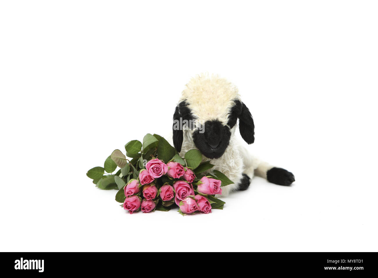 Valais Blacknose Sheep. Lamb (6 days old) lying next to a pink rose bouquet. Studio picture against a pink background. Germany Stock Photo