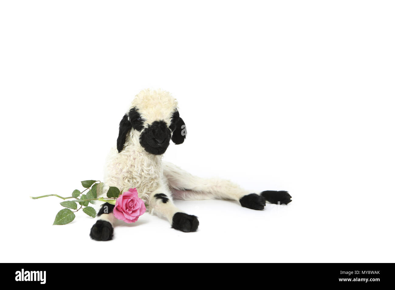 Valais Blacknose Sheep. Lamb (6 days old) lying next to a pink rose. Studio picture against a pink background. Germany Stock Photo