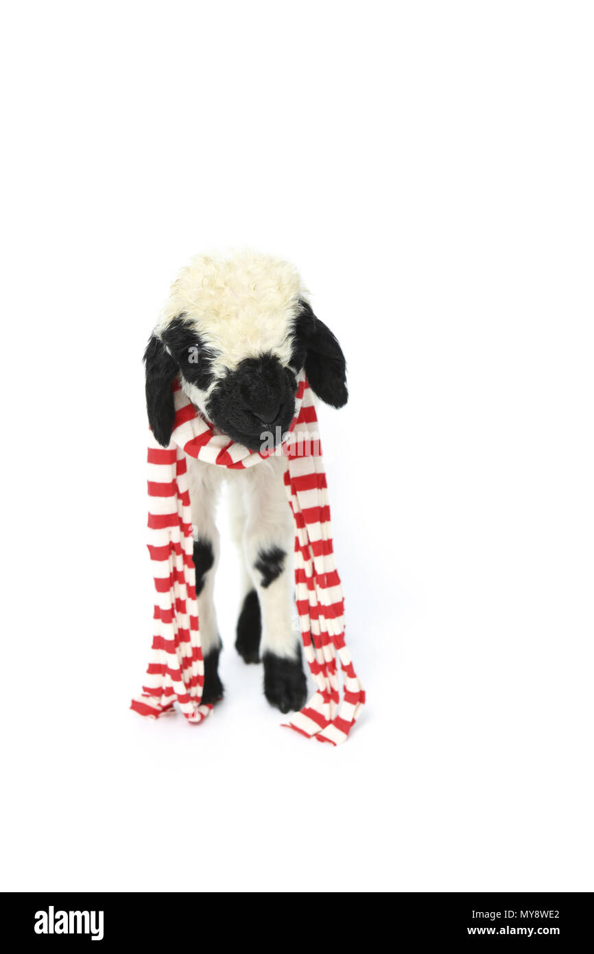 Domestic sheep. Lamb (6 days old) standing, wearing a red-and-white scarf. Studio picture against a white background. Germany Stock Photo